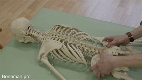 prone bone|Free Prone Bone Porn Videos